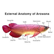 Arowana Anatomy In Chinese The Creature Is Known As Long Yu The Dragon Fish For Its Sinuous Body Plated With Large Scales As Round And Shiny As Coins A Di 2020 Ikan