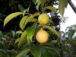 Khasiat buah pala yang ke 2 mengatasi pusing. 10 Manfaat Dan Khasiat Luar Biasa Dari Buah Pala Yang Belum Banyak Diketahui Orang Steemit