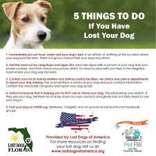 Lost Dogs Florida Home Facebook