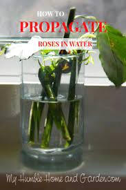 How To Propagate Roses From Your Valentine Bouquet My Humble Home And Garden Rose Cuttings Propagating Roses Planting Roses