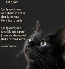Cats In Poetry And Literature Cats Cat Quotes Crazy Cats