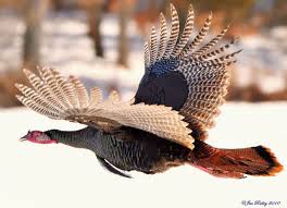 Wild Birds That Look Like Turkeys Mr Turkey Flying Pet Birds Wild Birds Wild Turkey