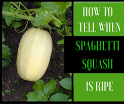 Fruit that has been bruised, cut, or extracted from the stem should be eaten at once. 4 Ways Of How To Tell When Spaghetti Squash Is Ripe Properly Rooted Growing Spaghetti Squash Squash Varieties Spaghetti Squash