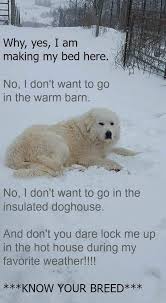 Livestock Guardian Dogs Great Pyrenees Knowyourbreed Meme Lgd Dog Working Farm Livestock Livestock Guardian Dog Great Pyrenees Dog Great Pyrenees