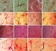 Image result for Dioscorea hirtiflora