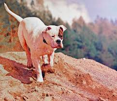 As far as the american bulldog's origins are concerned the three dominant theories are the according to the first one, the american bulldog was brought over to america by the colonists. American Bulldog 2020 Charakter Wesen Hunde Fan De