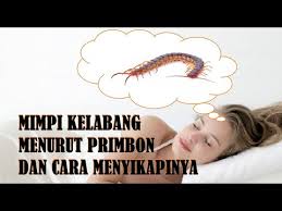 Hewan ini juga kita kenal dengan sebutan lipan, ini adalah binatang dengan banyak kaki dan menggigit. Arti Mimpi Lipan Besar Herunterladen
