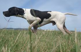 Black And White English Pointer Puppy Hunting With The English Pointer English Pointer Dog German Shorthaired Pointer Dog Dogs