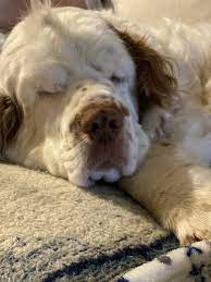 Pin By Andrea Atkinson On Bax S Playmates Clumber Spaniel Cute Dogs Cute Dogs And Puppies