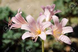Closeup Of The Flowers Of The Resurrection Lily, Lycoris Squamigera (kitsune  No Kamisori In Japanese) Stock Photo, Picture and Royalty Free Image. Image  10674809.