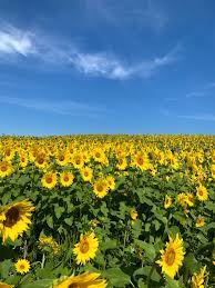 Download and use 30,000+ sunflower field stock photos for free. Day Trip To The Sunflower Field B Loved Boston