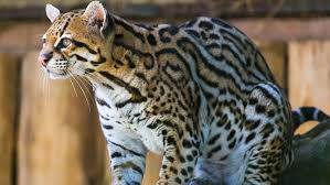 Check spelling or type a new query. 6 Wild Cats Still Found Roaming The U S Howstuffworks