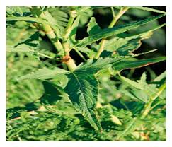 Image result for Lippia abyssinica