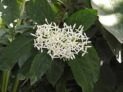 Image result for Ixora phellopus
