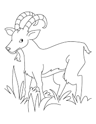 39+ bighorn sheep coloring pages for printing and coloring. Goat Eating Grass Drawing