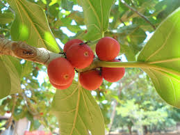 Pin On Trees