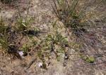 Image result for Barleria macrostegia