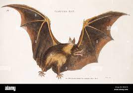 chauves souris vampire banque d image et photos alamy coloriage olaf