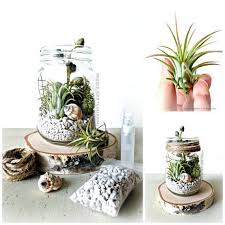 Tillandsia Terrarium Kit Mason Jar Kit Air By Doodlebirdie Jararium Shells And Plants Crystal Terrariums Kits Mason Jar Terrarium Tillandsia Terrarium