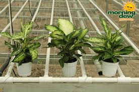 Dieffenbachia Morning Dew Tropical Plants