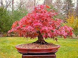 Acer palmatum 'babe's dwarf' rare dwarf red japanese maple 1gal pre bonsai. Japanese Red Maple Bonsai Tree Grow Your Own Tree Office Decor 20pcs Bag Seeds Amazon Ca Patio Lawn Garden