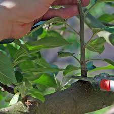 Auch einen alten apfelbaum sollten sie schneiden sie den alten apfelbaum danach jährlich, denn somit gewährleisten sie, dass sich nur. Sommerschnitt Fur Apfelbaume So Gelingt Der Juniknip Mein Schoner Garten