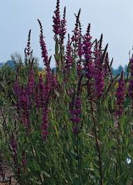 Image result for Lythrum