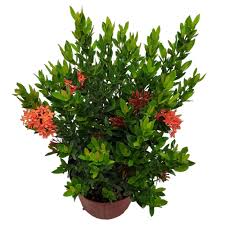 Image result for Ixora praetermissa