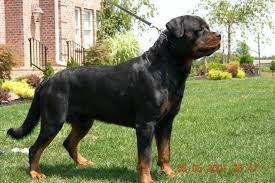 The rottweiler wase originally bred to drive cattle to market. A Rottweiler With A Tail Purebred Dogs Rottweiler Stud Dog