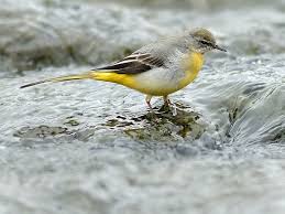 Black Bird With White Tail Uk Gwagtail1598 Jpg 800 600 Pixels Pet Birds Grey Wagtail Wagtail