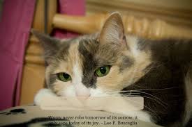 It's a sentence in the imperative form, with the same grammatical form as 'don't cry', 'don't speak' or 'don't laugh'. Sunday Purrs Of Wisdom Don T Worry Be Happy The Conscious Cat