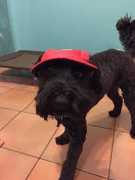 Well The Indignity Want Me To Wear A Hat Nothing Doing Feels Downright Silly And Not A Look I Like Thanks Mum But No Thanks Wearing A Hat Puppies Hats