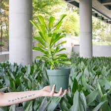 Image result for Euphorbia dedzana