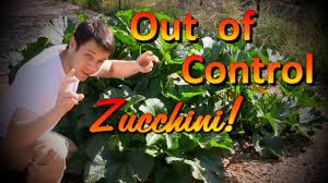 Zucchini plants are heavy feeders. The Best Organic Fertilizer For Plants Part 3 How To Grow Huge Zucchini Youtube
