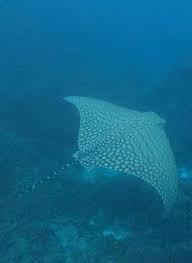 The snout is rounded and the tail slender, with a large spine at its base but no tail fin. Queensland Sehr Seltener Adlerrochen Am Great Barrier Reef Gesichtet