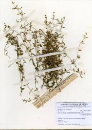 Image result for Crepidorhopalon