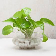 How To Grow and Care For Money Plant ...