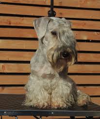 Image result for ČESKÝ TERIÉR