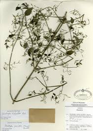 Image result for Dicliptera paniculata