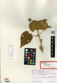 Image result for Abutilon englerianum