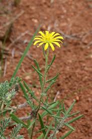 Image result for Hirpicium