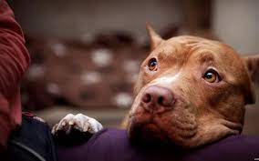 Why Is My Pit Bull Becoming Aggressive What Can I Do