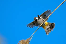 الطاووس من الطيور آكلة اللحوم والنباتات، ويتكون نظامه الغذائي من النباتات وبتلات الزهور والبذور والحشرات والديدان كالنمل الأبيض والقراد والجراد، ويأكل. ØªØ²Ø§ÙˆØ¬ Ø§Ù„Ø·ÙŠÙˆØ± Fairahouse Net