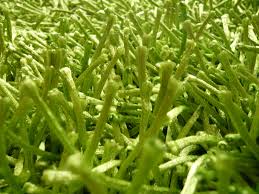 Spine football artificial turf 60mm. 6 Grass Types For New Orleans Louisiana Lawnstarter
