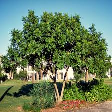 Image result for Cupaniopsis