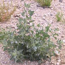 Image result for Atriplex halimus