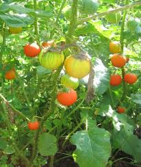 Image result for Solanum richardii
