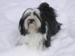 It is unlikely that you will find this breed located in a shelter around you, but it is a good place to start your search. Tibetan Terrier Breeder Tashi Tibetan Terriers