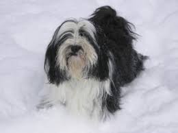 Currently there are no tibetan terrier puppies for sale in thailand available, however we have breeders in thailand registered in our database. Tibetan Terrier Breeder Tashi Tibetan Terriers