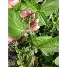 Check spelling or type a new query. Daun Balakacida 15 Lembar Jamu Kista Shopee Indonesia